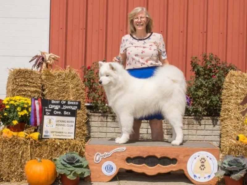 Barbara Shelor's Samoyeds