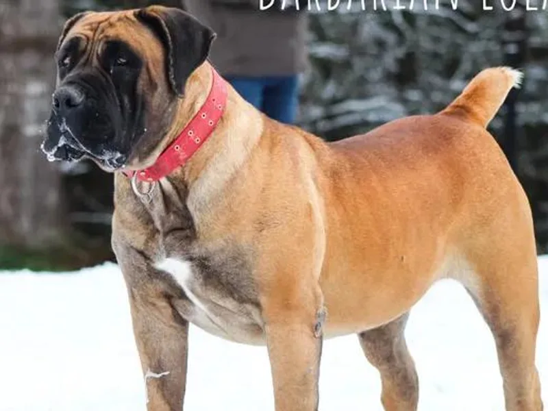 Barbarian Boerboels