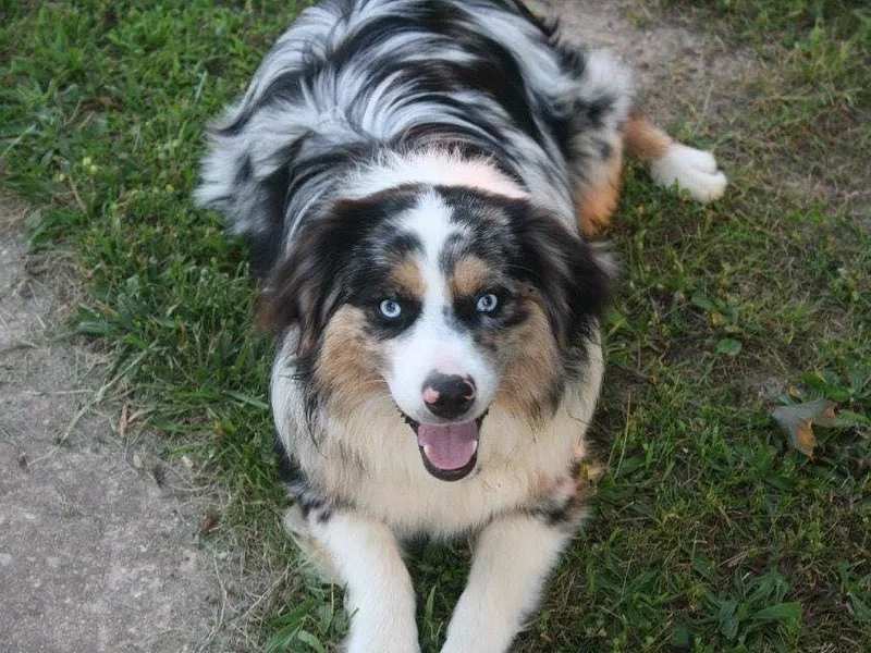 Barbed Circle C Mini Aussies