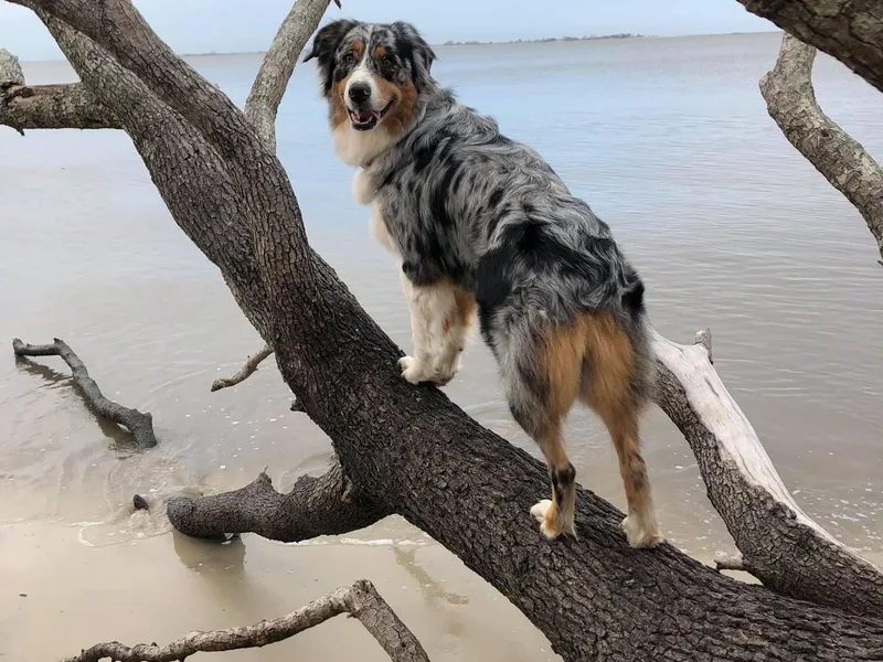 BarberHof’s  Australian Shepherds