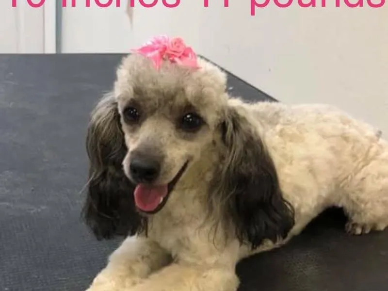 Barbie’s Poodle Paradise