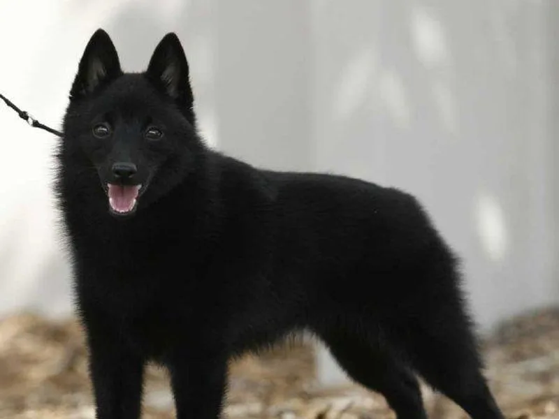 Barbil Schipperkes photo 1