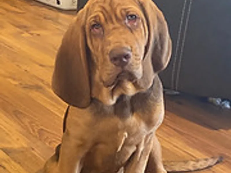 Barcelona Bloodhounds