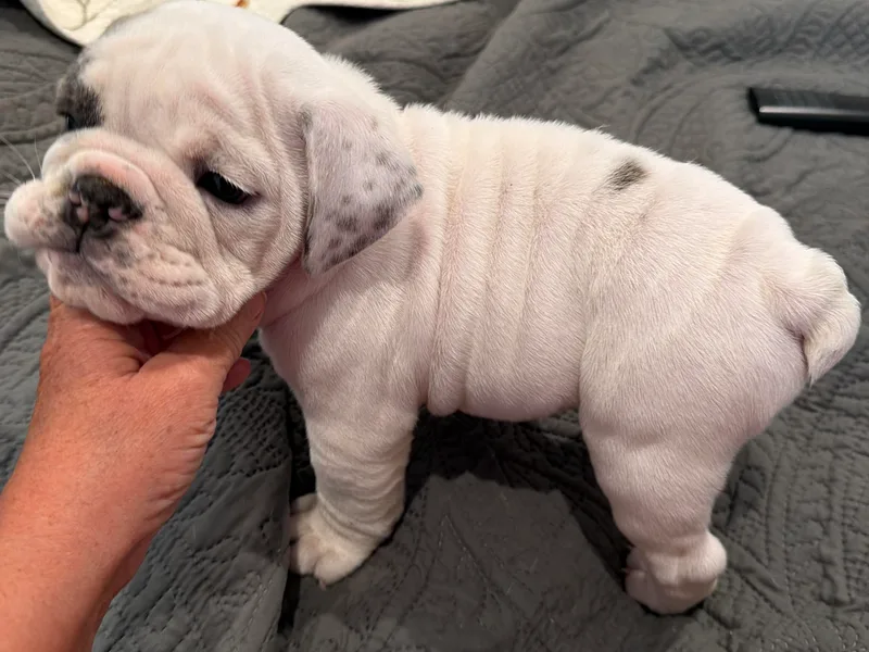 Barden Family Bulldogs