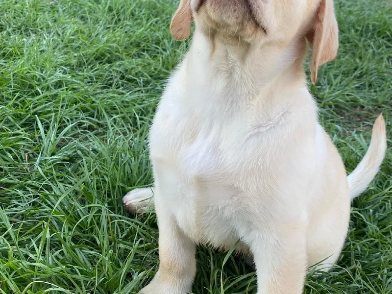 Barefoot Family Labs