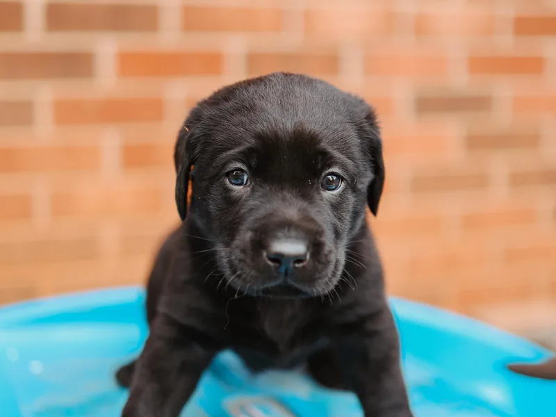 Barefoot Kennels, LLC