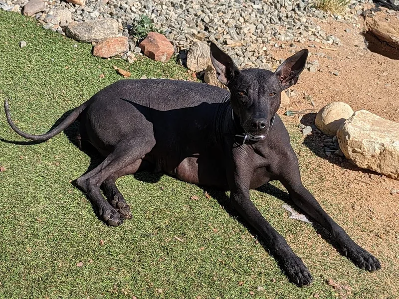 Barefoot Xoloitzcuintle
