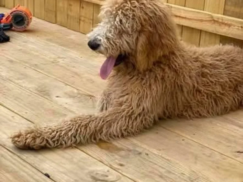 Bargos Dandy Doodles