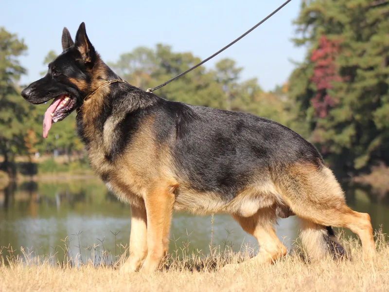 Barick German Shepherds