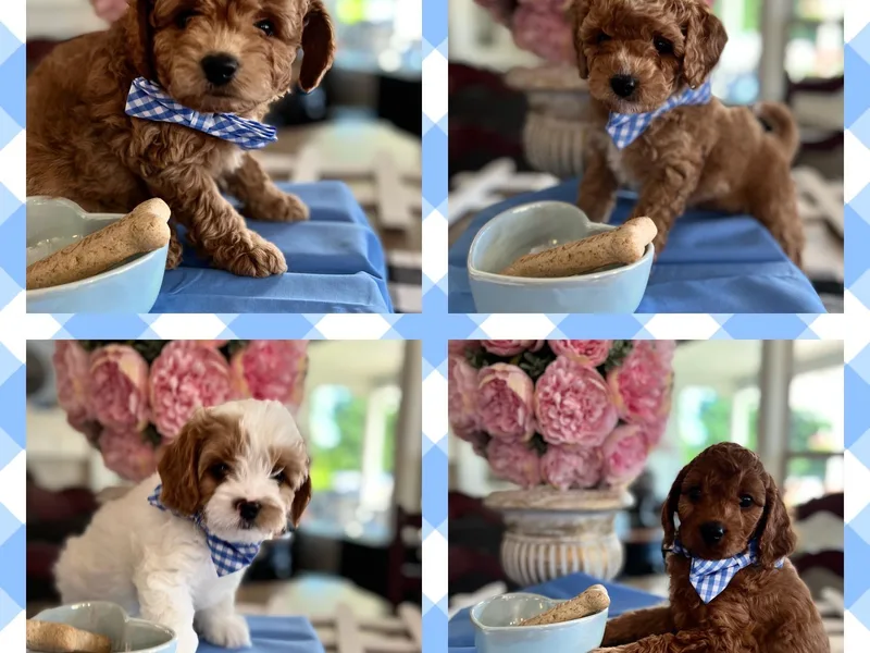 Bark &amp; Bramble Cavapoochons