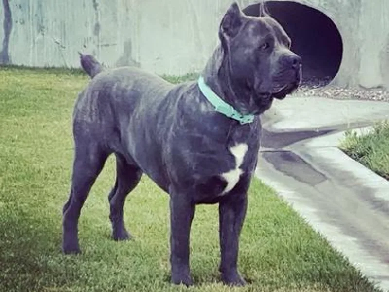 Bark City Kennels