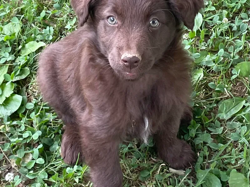 Bark-n-Stomp Farm and Kennels