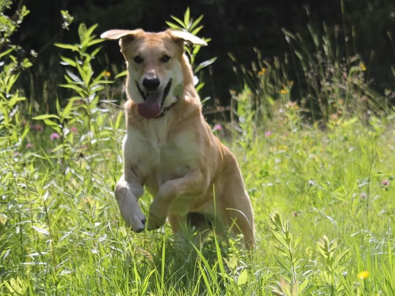 Barkerville Chinooks photo 1
