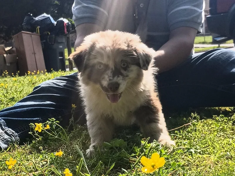 Barkin' MAAD kennels