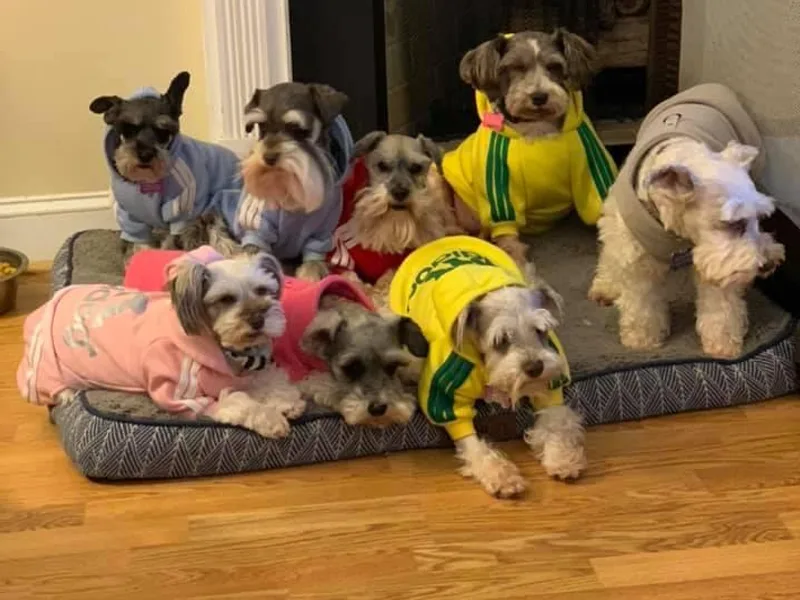 Barking Ridge Schnauzers
