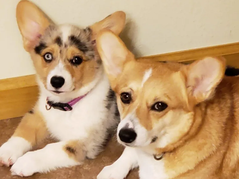 Barks Farms Corgis