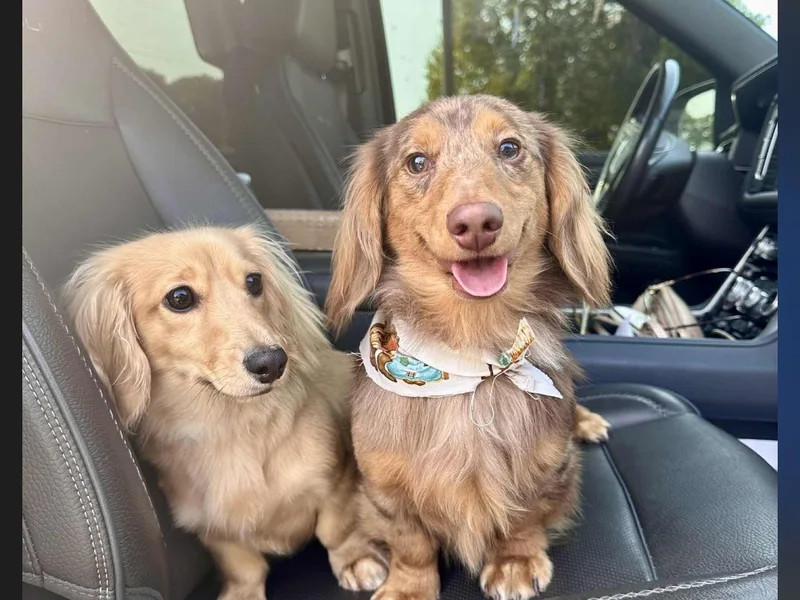 Barkside Dachshunds 🐾