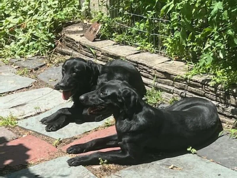 Barnegat Bay Pointing Labrador Retrievers