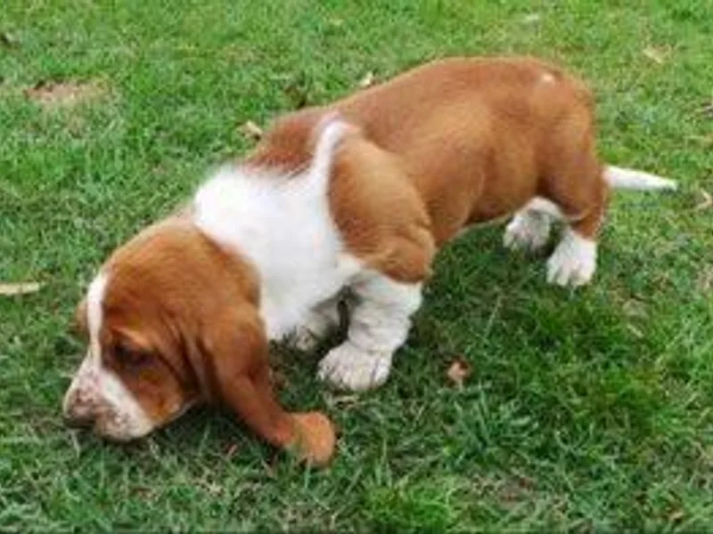 Barnes Basset Hounds