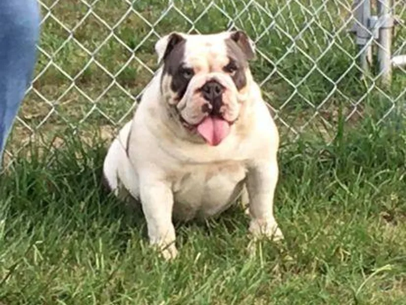 Barnes English Bulldogs