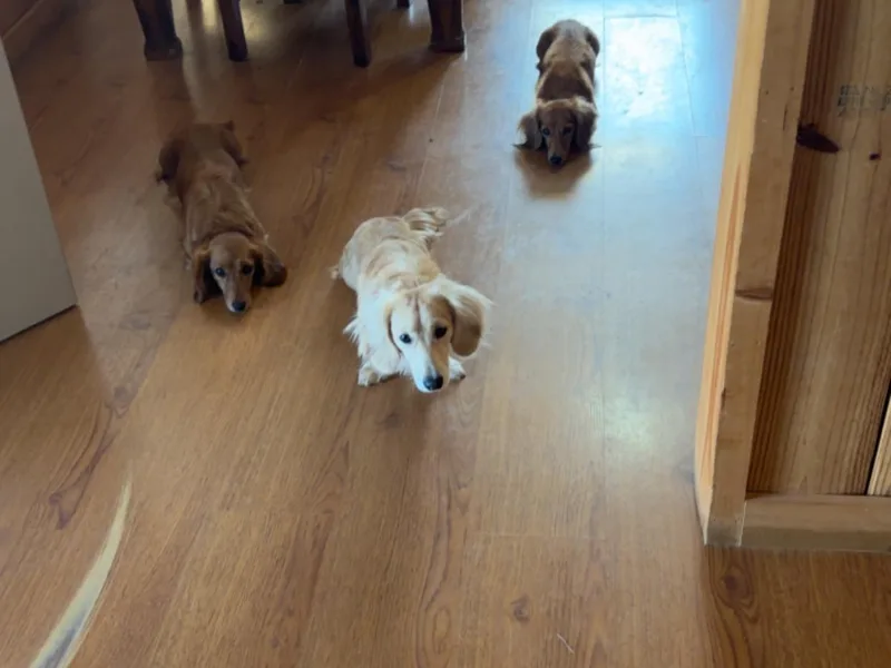 Barnes Family Kennel