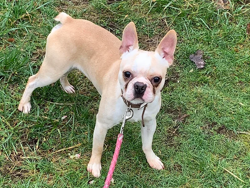 Barnett’s AKC Boston Terriers