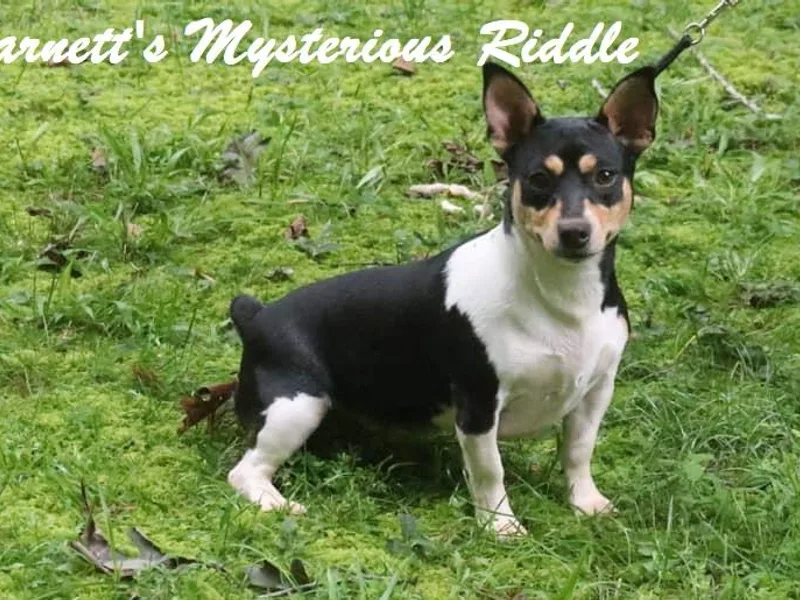 Barnett’s Rambling Terriers