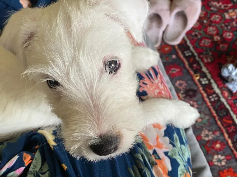 Barnun Kennel photo 1