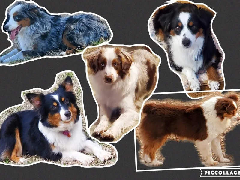 Barnyard Mini Aussies