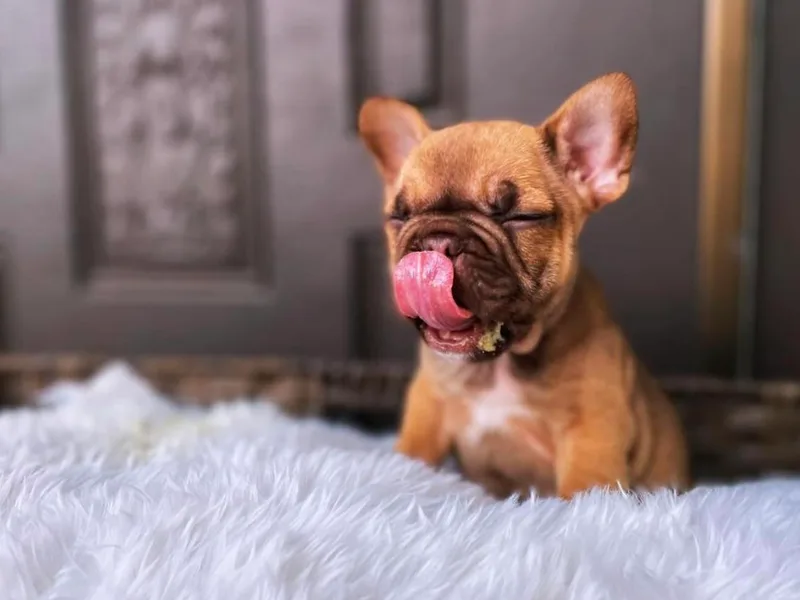 Baron’s Frenchies