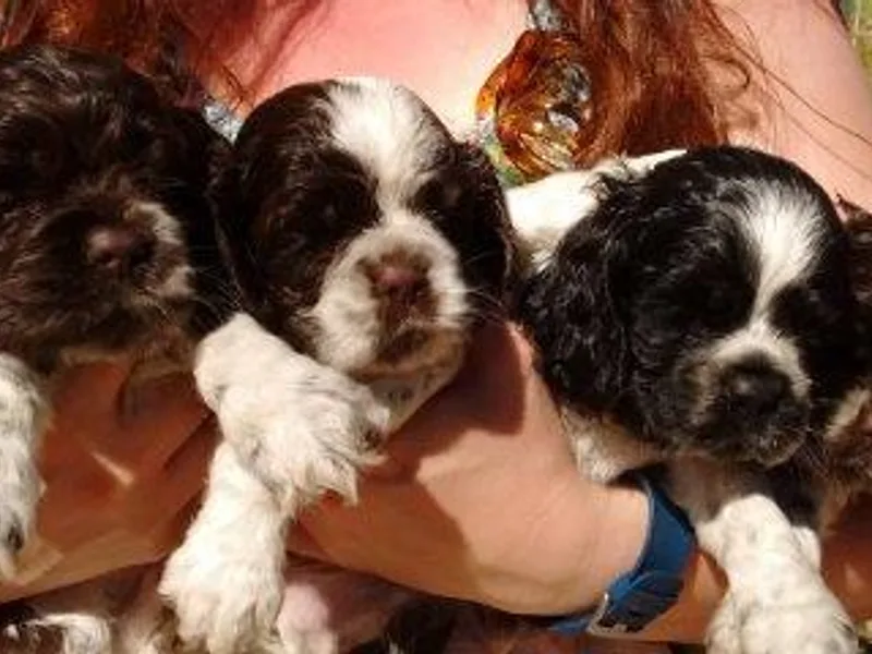 Barrel Valley Cockers