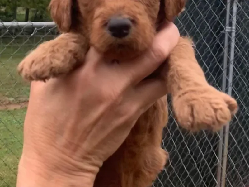 Barren Bluff Kennels