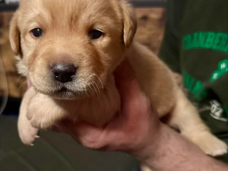 Barrett Farm Labradors