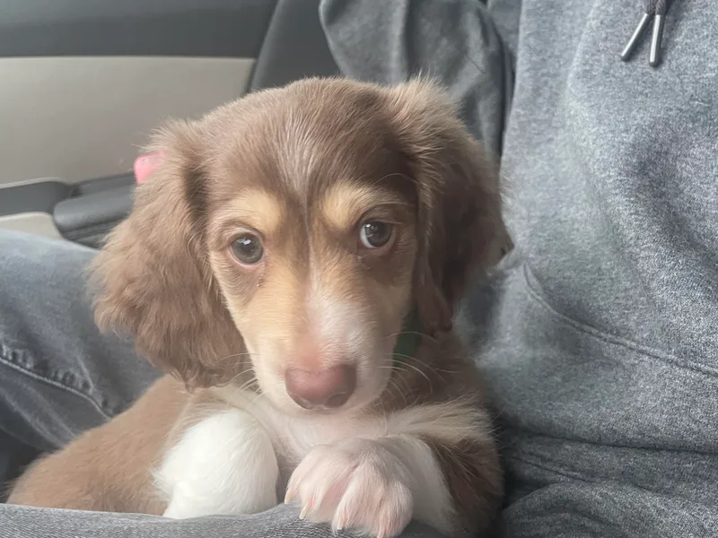 Barrett’s Doxie Farm