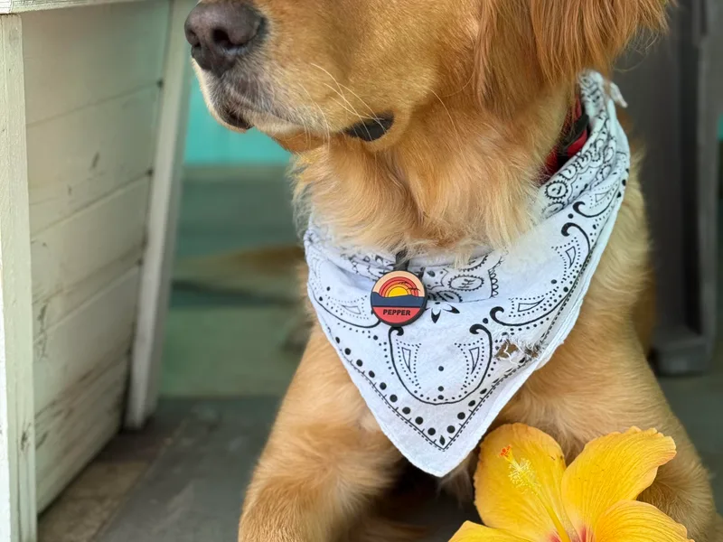 Barrier Island Goldens