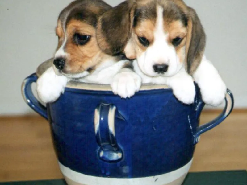 Barrister Beagles