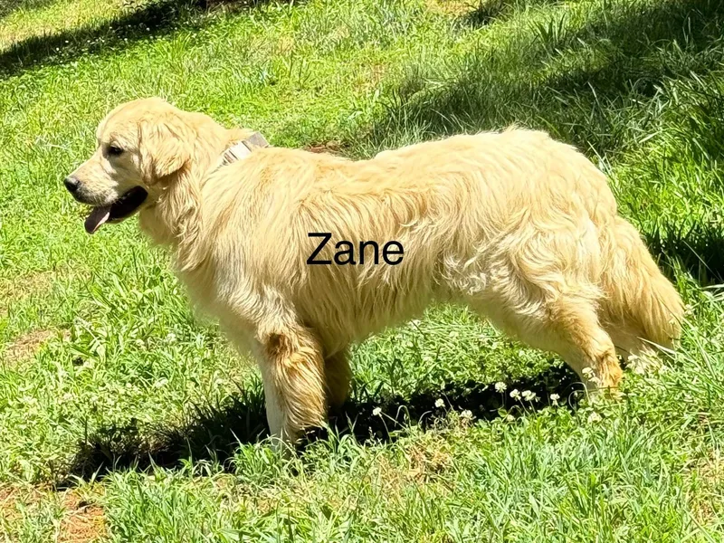 Barron’s Dan River Retrievers