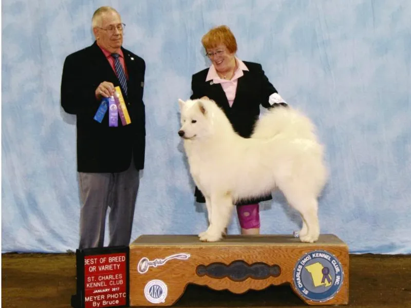 Barron's Samoyeds photo 1