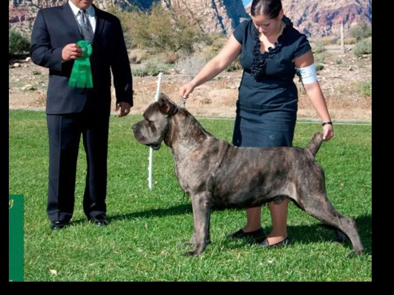 Barry Gorelick's Cane Corsos