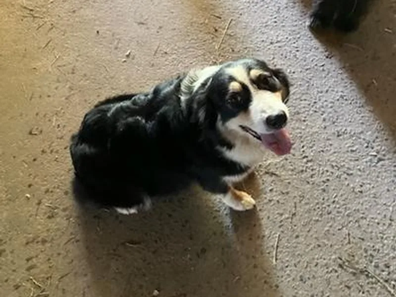 Bart Nelson's Australian Shepherds