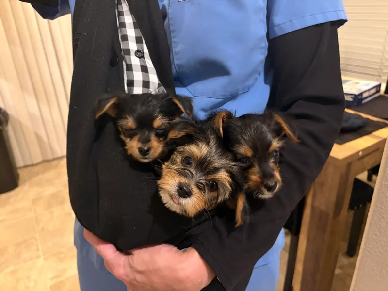 Barter Town Yorkies
