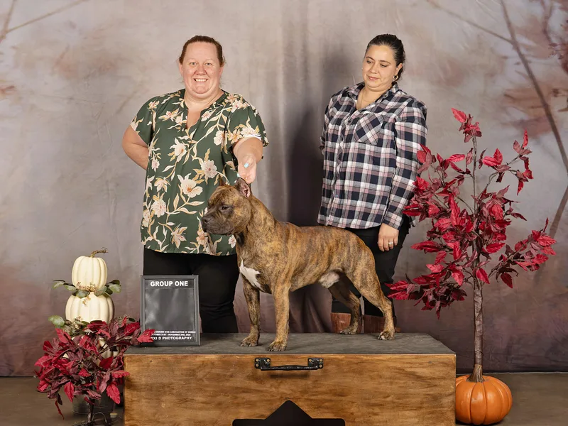 Bartin Kennels photo 1