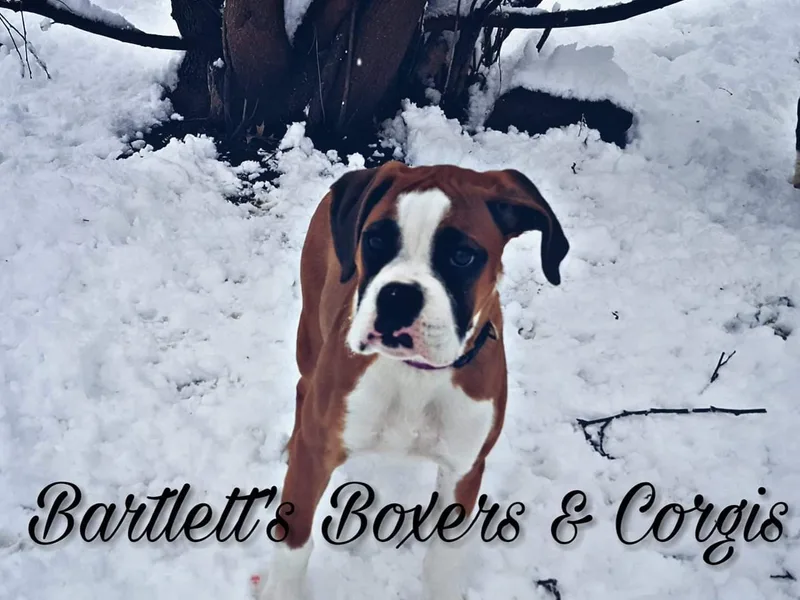 Bartlett's Boxers and Corgis