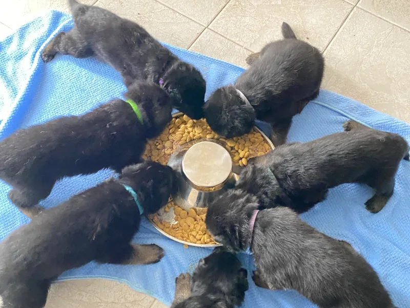 Bartlett's German Shepherds