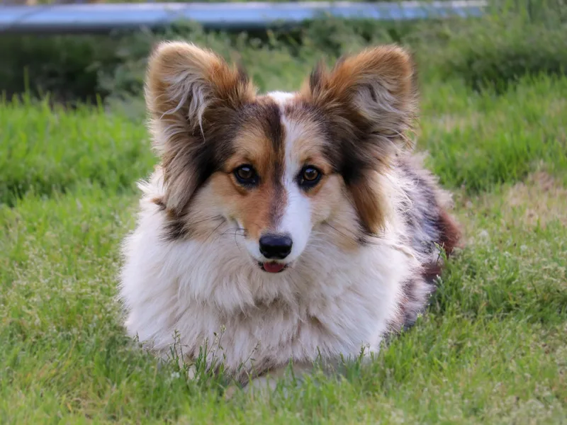Barton Farms Corgis