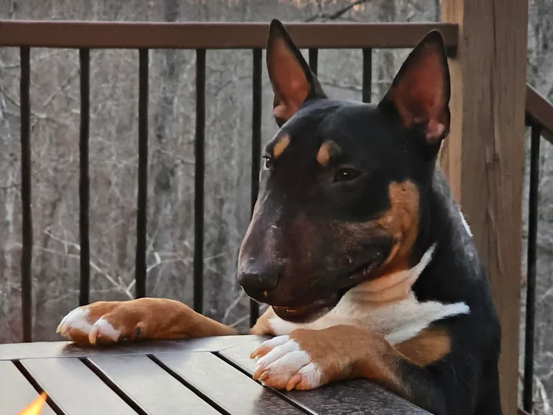 Barton's Miniature Bull Terrier photo 1