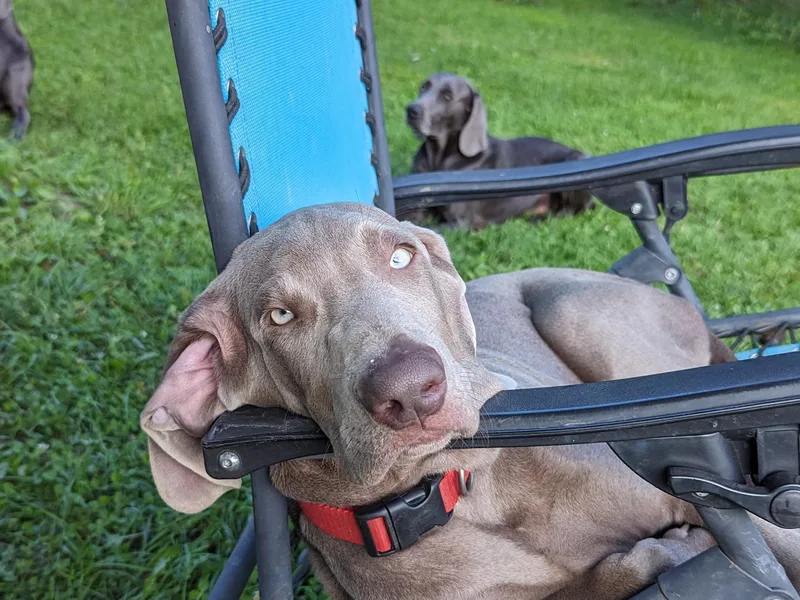 Barton's Weimeraners