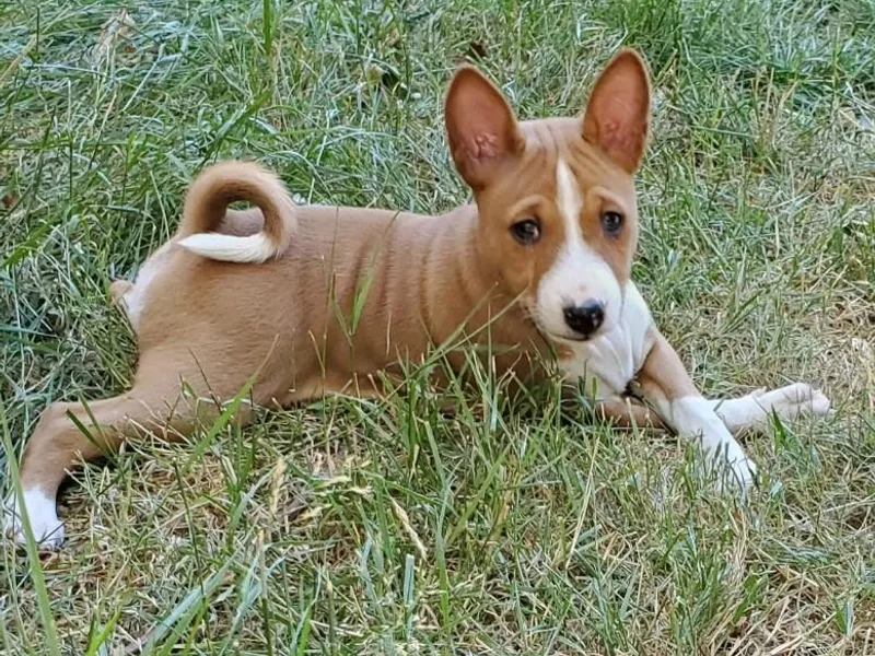Basenji Puppies