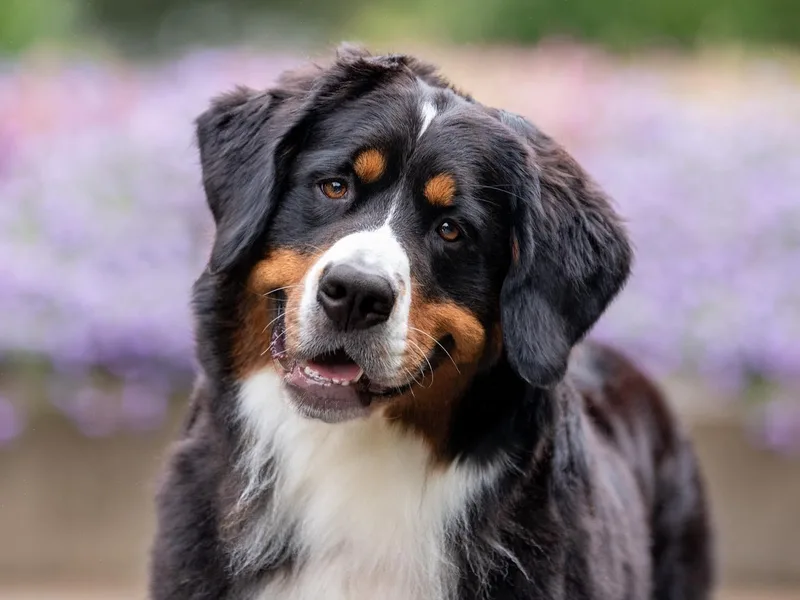 Basia Mille Bernese Mountain Dogs