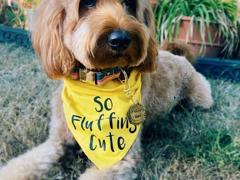 BasilBella’s Doodles